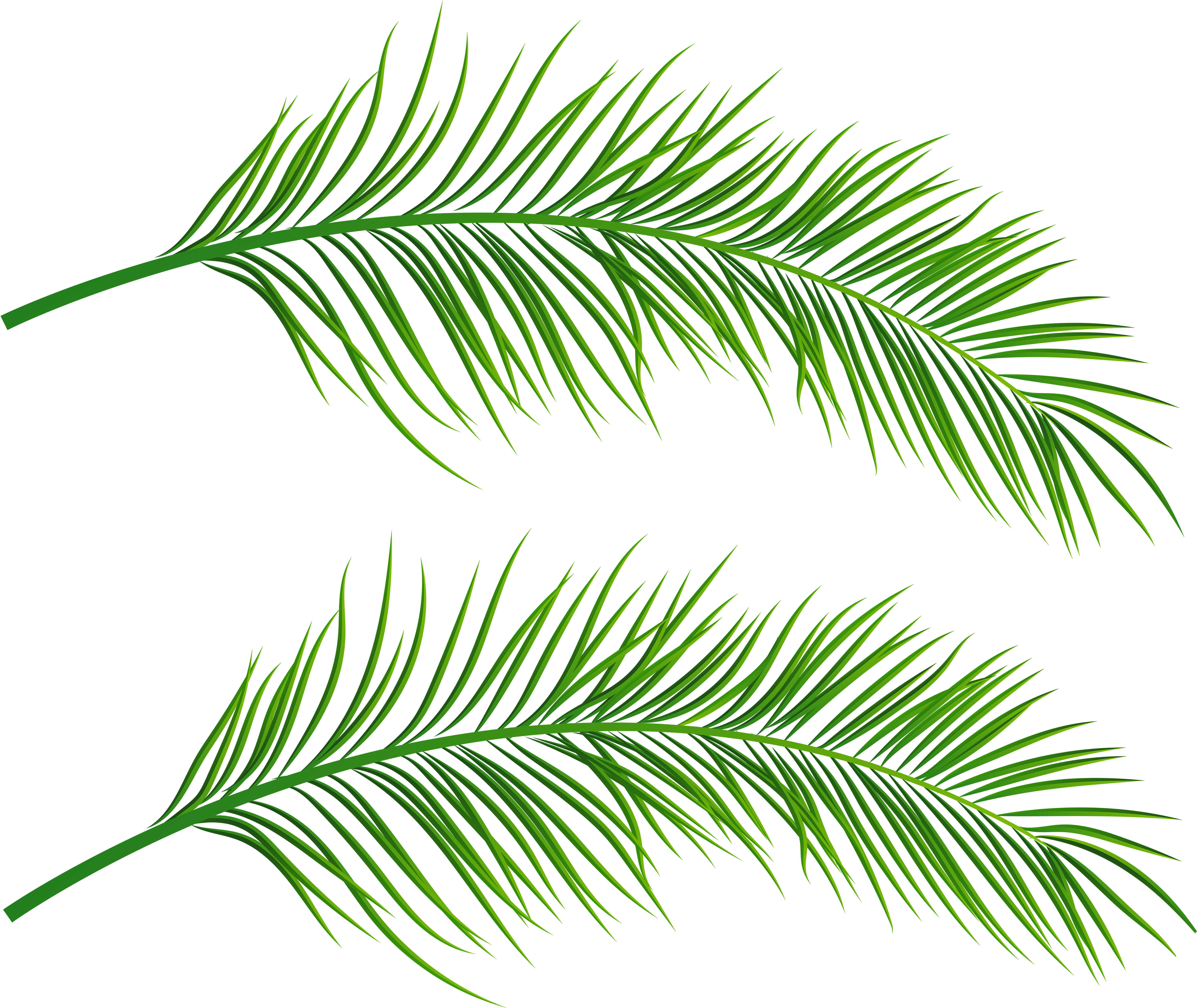 Tropical Palm Leaves Illustration PNG