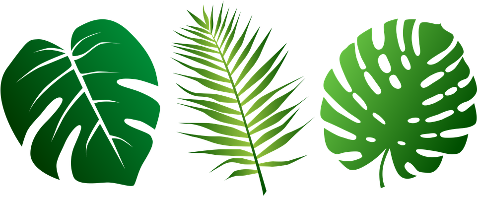 Tropical Palm Leaves Vector Illustration PNG