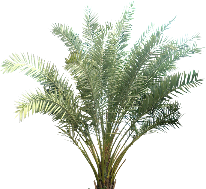 Tropical Palm Plant Isolated PNG