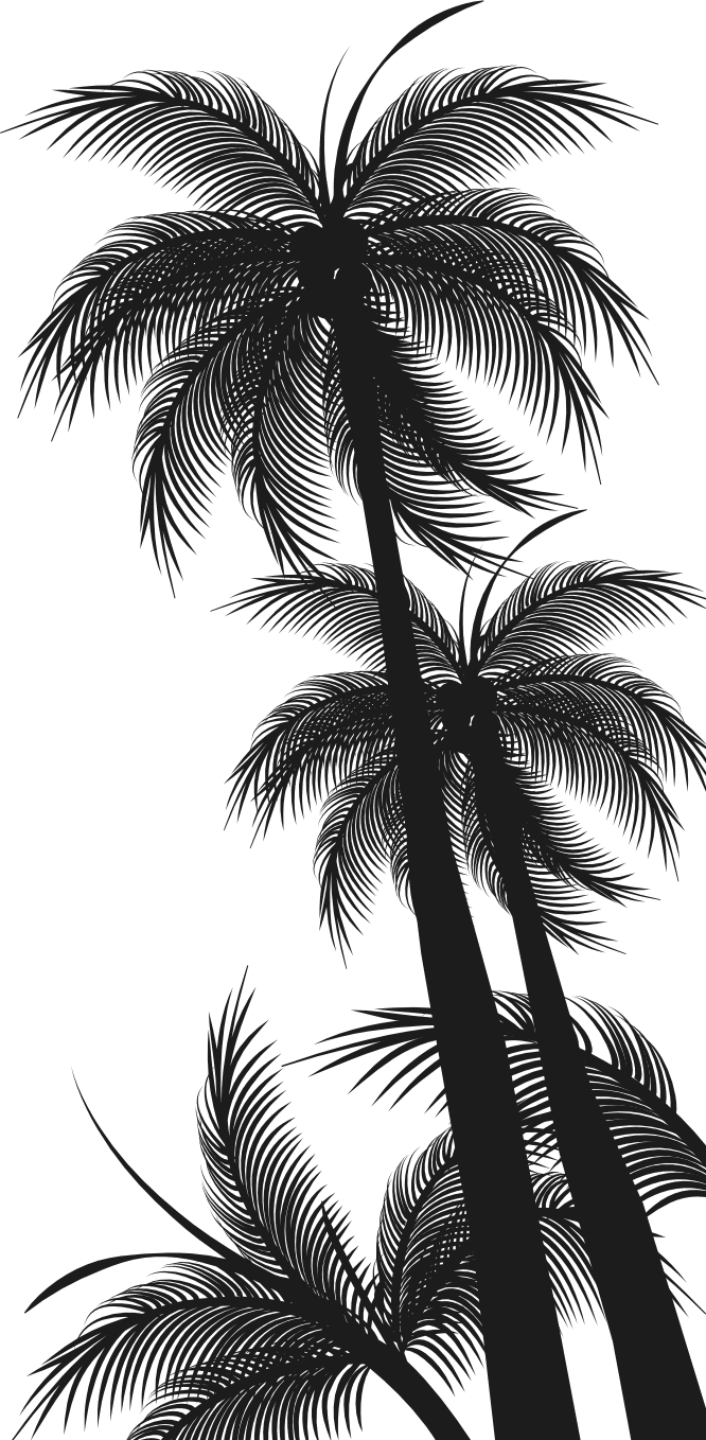 Tropical Palm Silhouettes Night Sky PNG