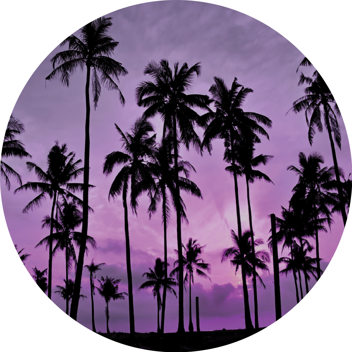 Tropical Palm Silhouettesat Sunset PNG