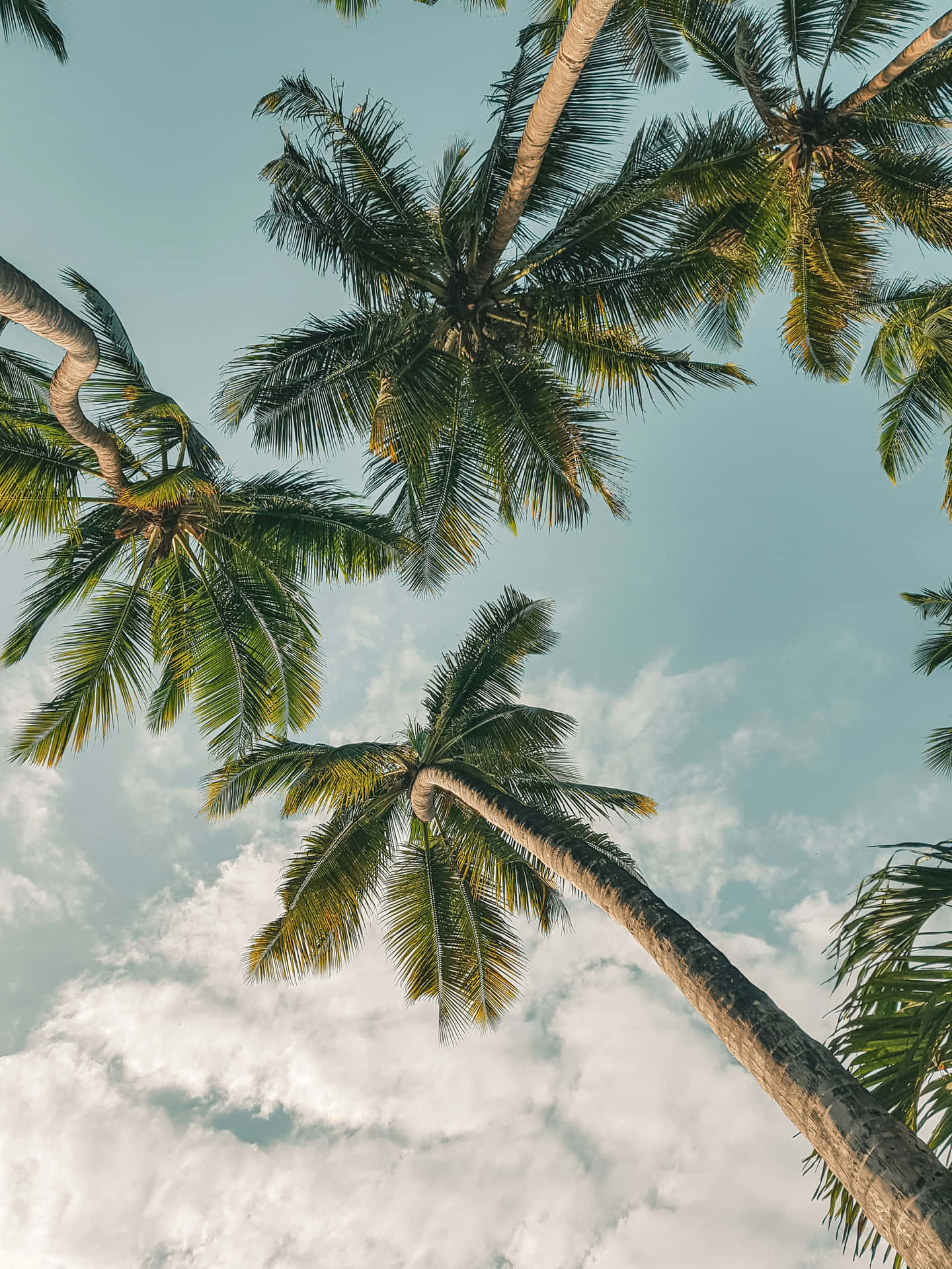 Tropical_ Palm_ Sky_ View Wallpaper