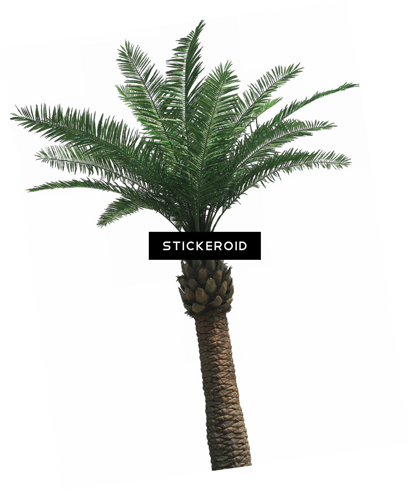 Tropical Palm Tree Artistic Background PNG