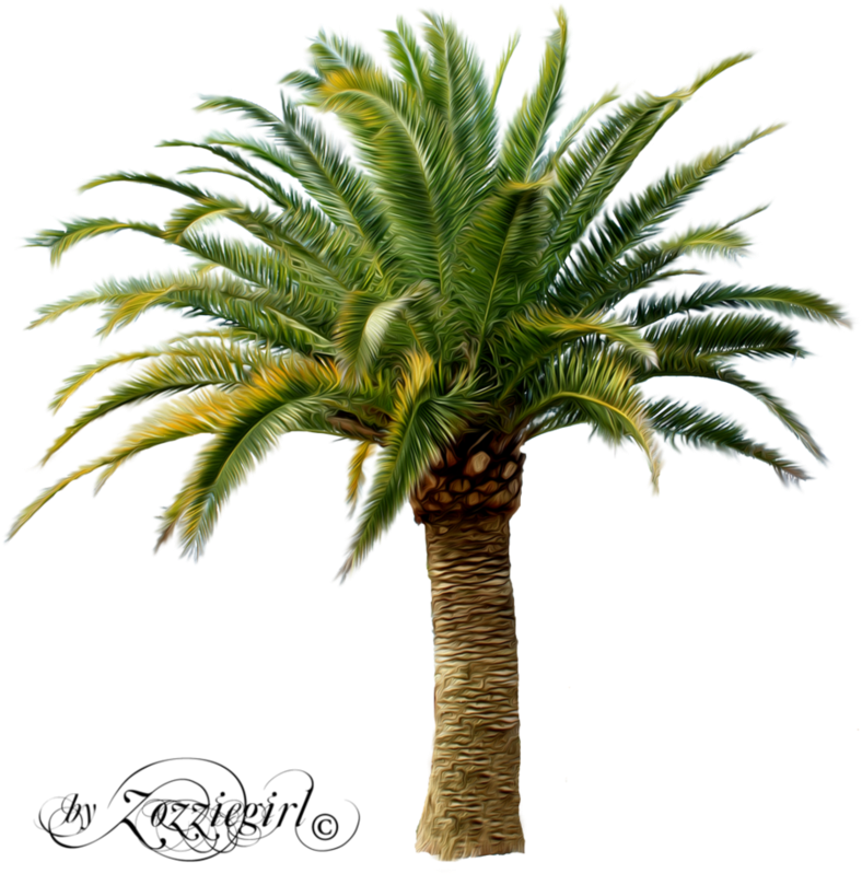 Tropical Palm Tree Artwork PNG