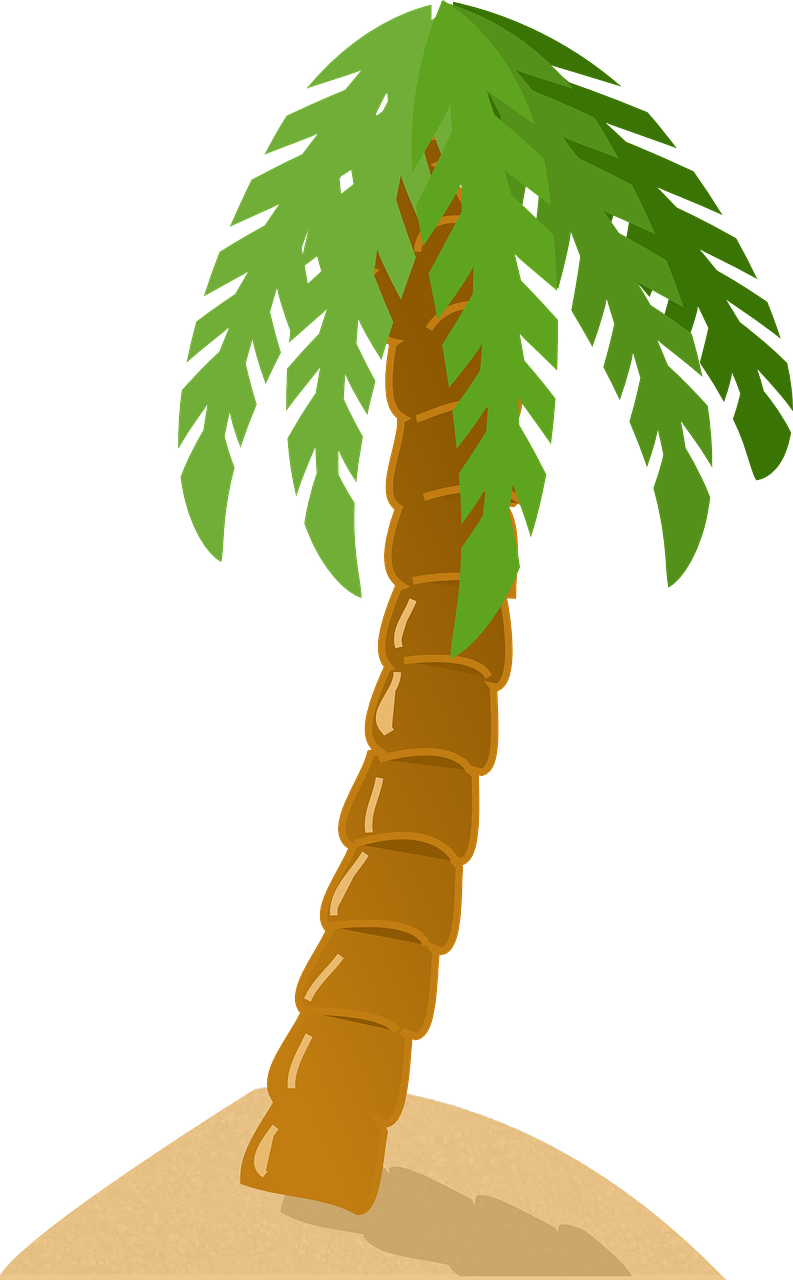 Tropical Palm Tree Graphic PNG