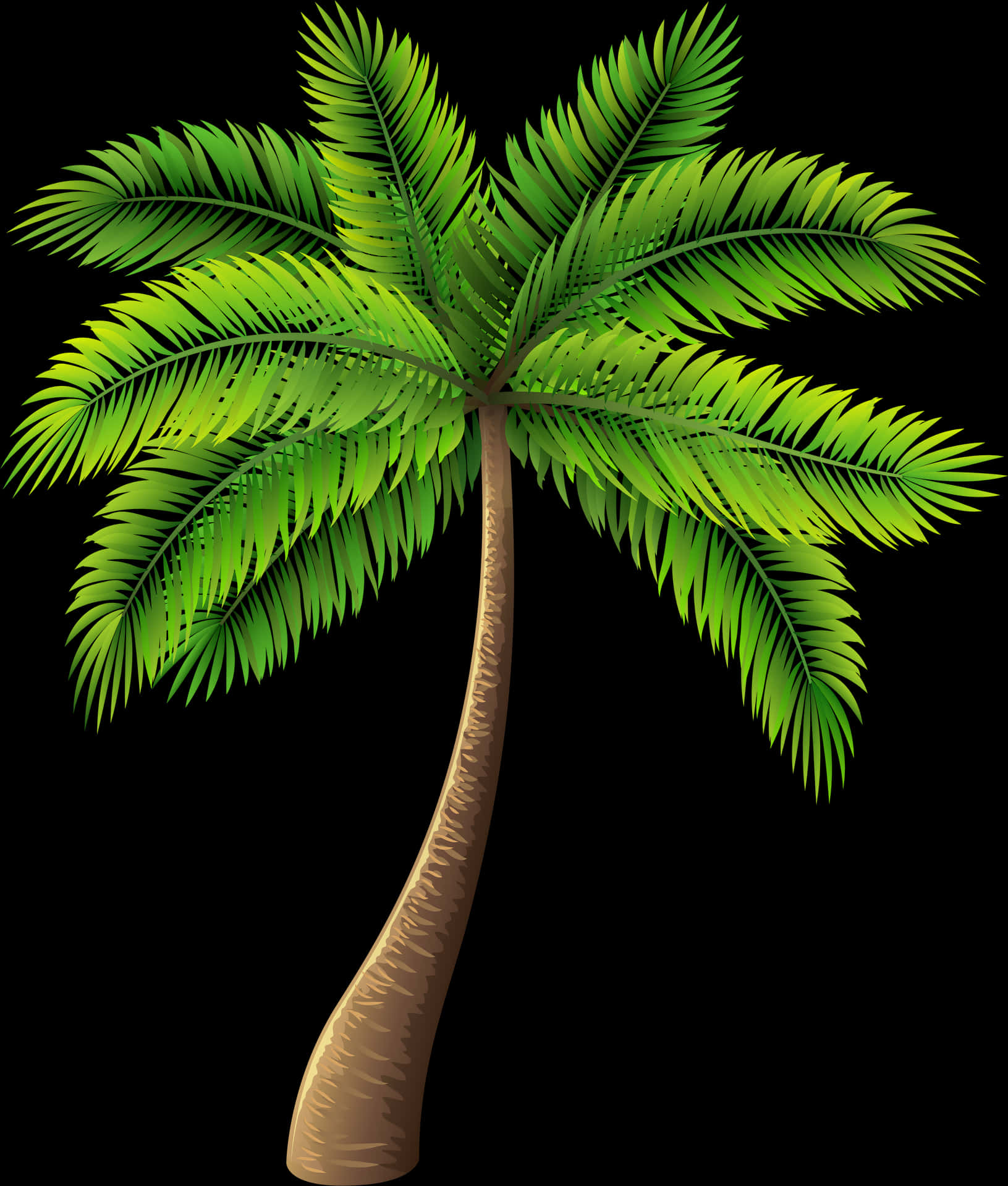 Tropical Palm Tree Illustration PNG