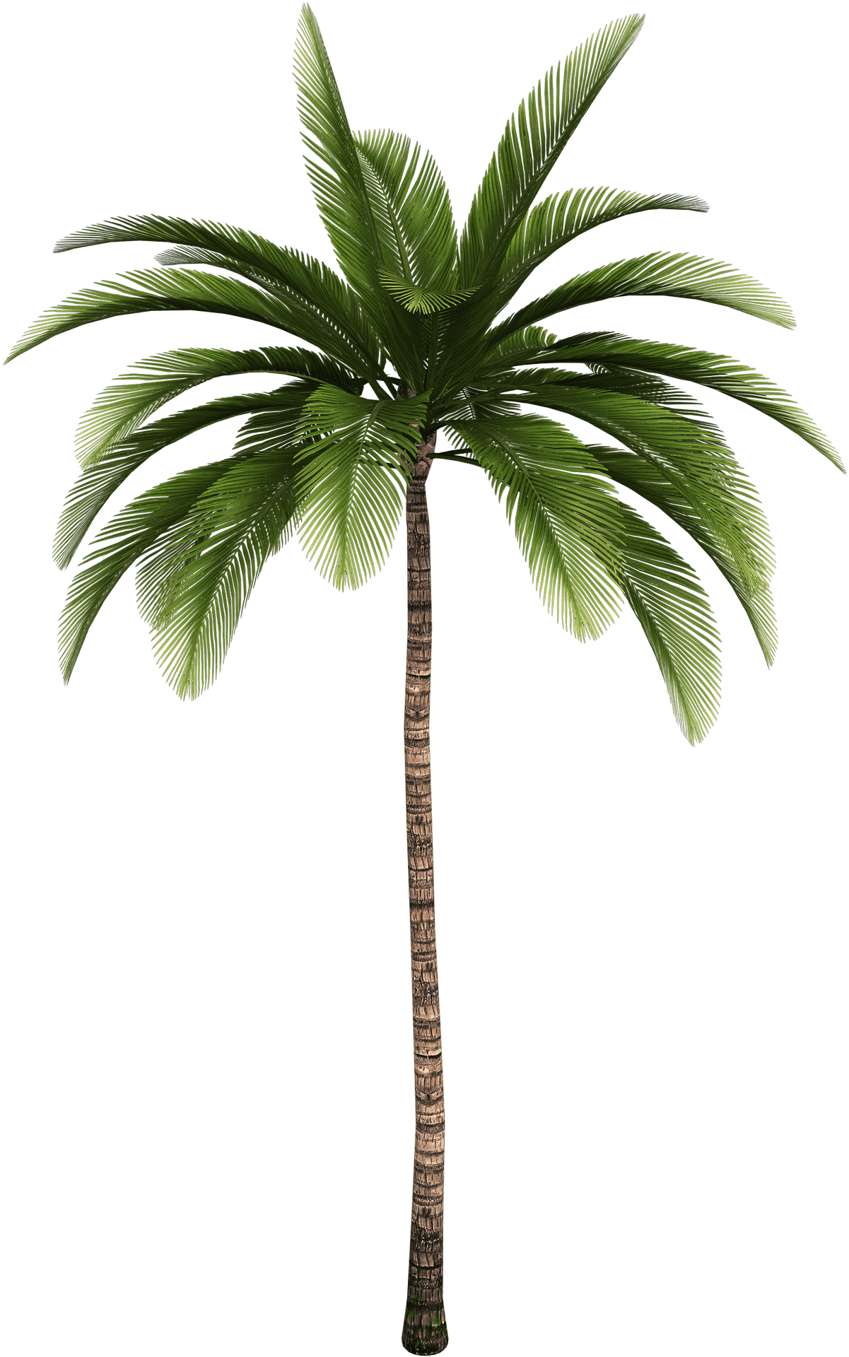 Tropical Palm Tree Isolated PNG