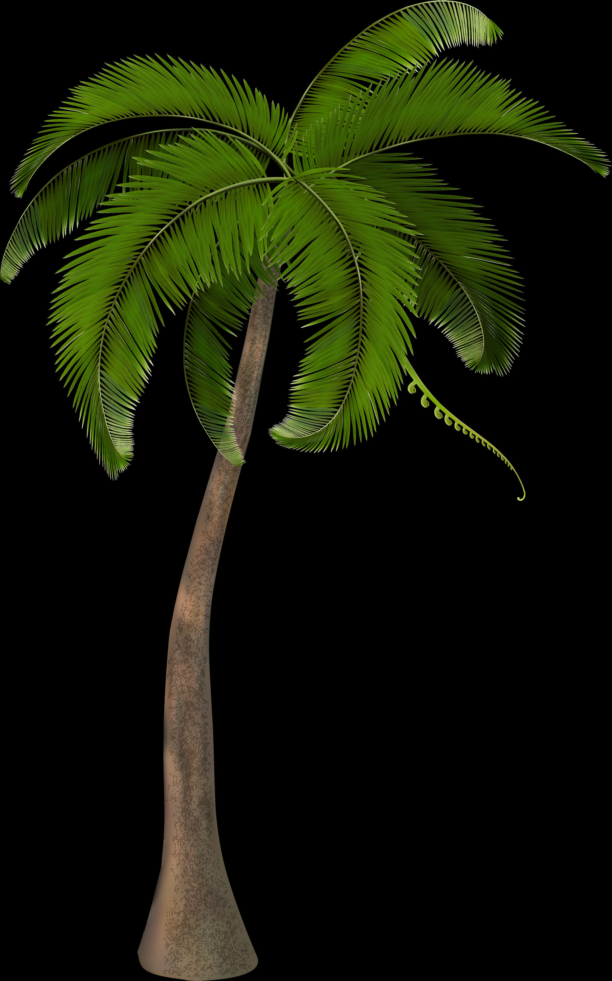 Tropical Palm Tree Isolated Black Background PNG