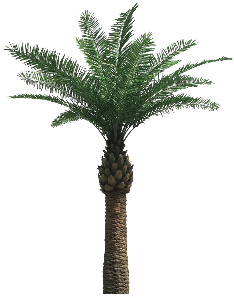 Tropical Palm Tree Isolated PNG