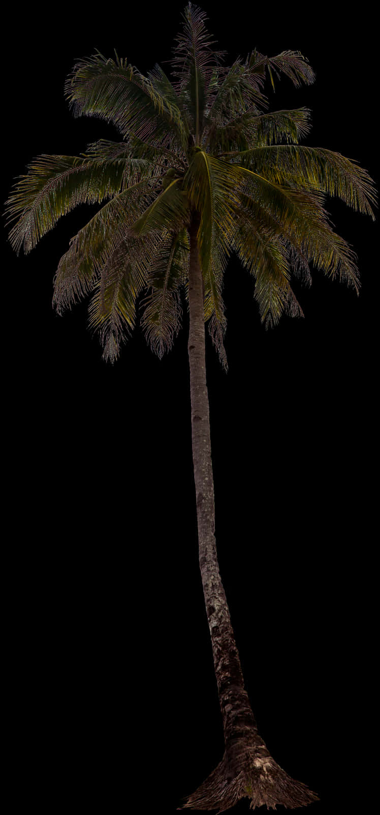 Tropical Palm Tree Isolated PNG
