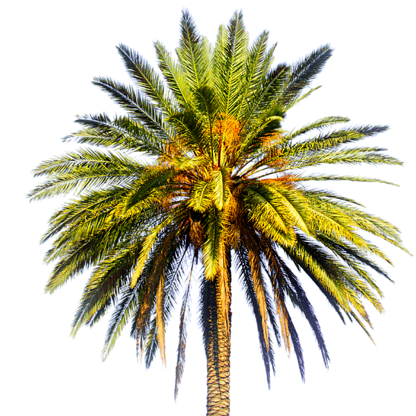 Tropical Palm Tree Isolated PNG