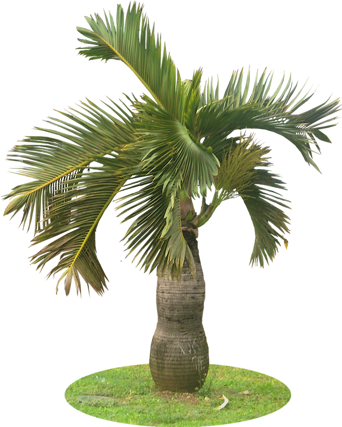 Tropical Palm Tree Isolated PNG