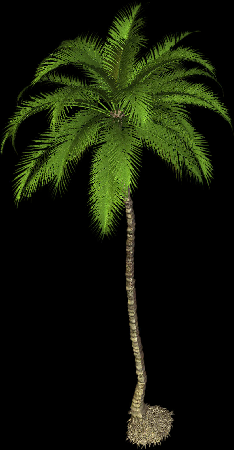Tropical Palm Tree Isolatedon Black PNG