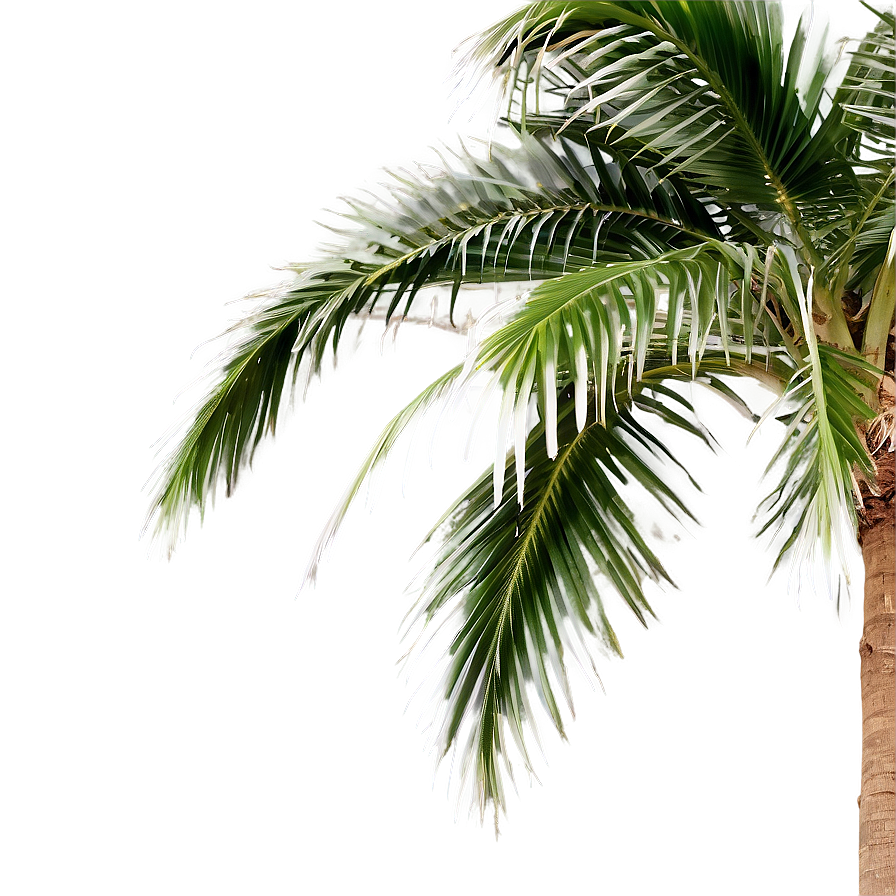 Tropical Palm Tree Png Aav PNG