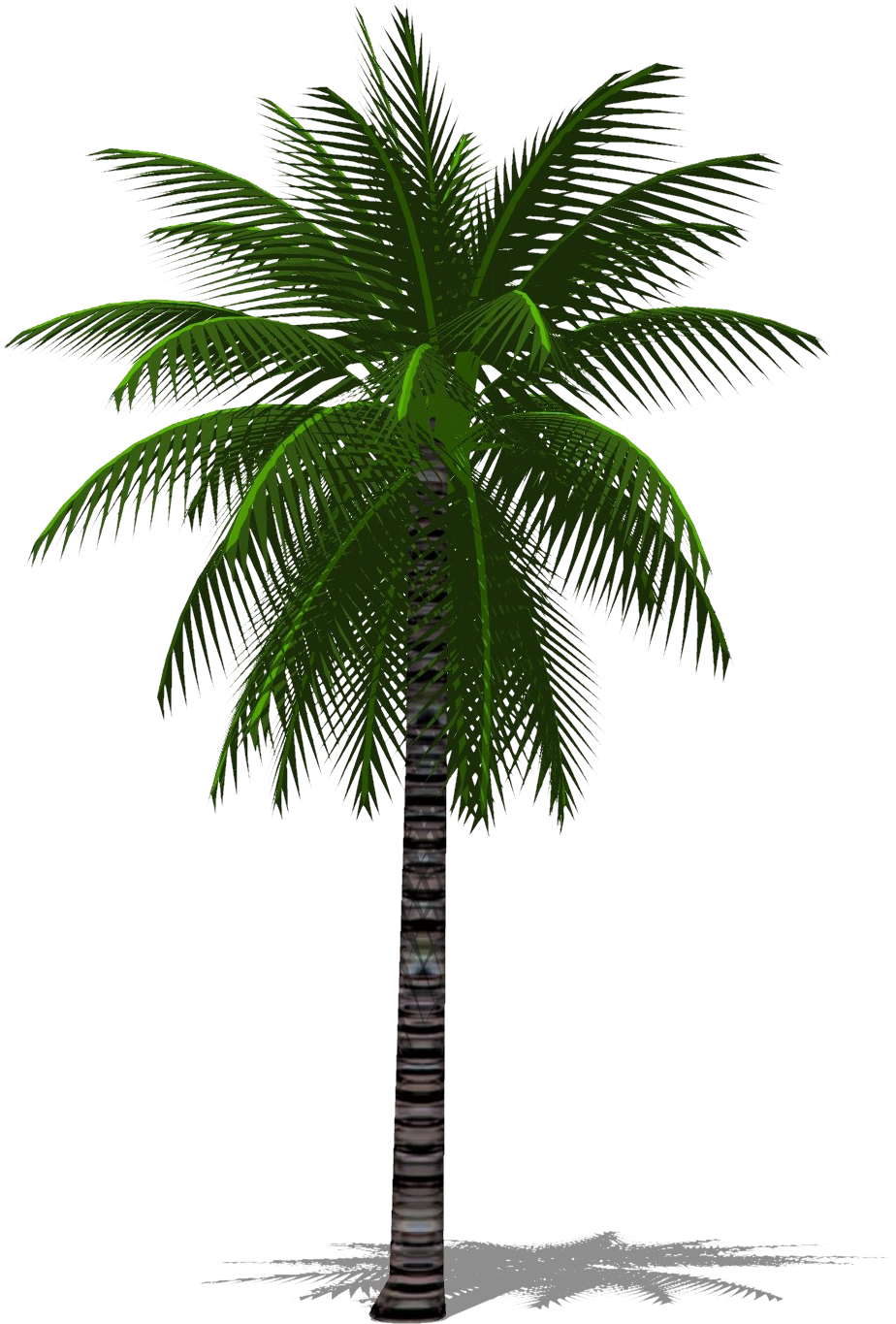 Tropical Palm Tree PNG