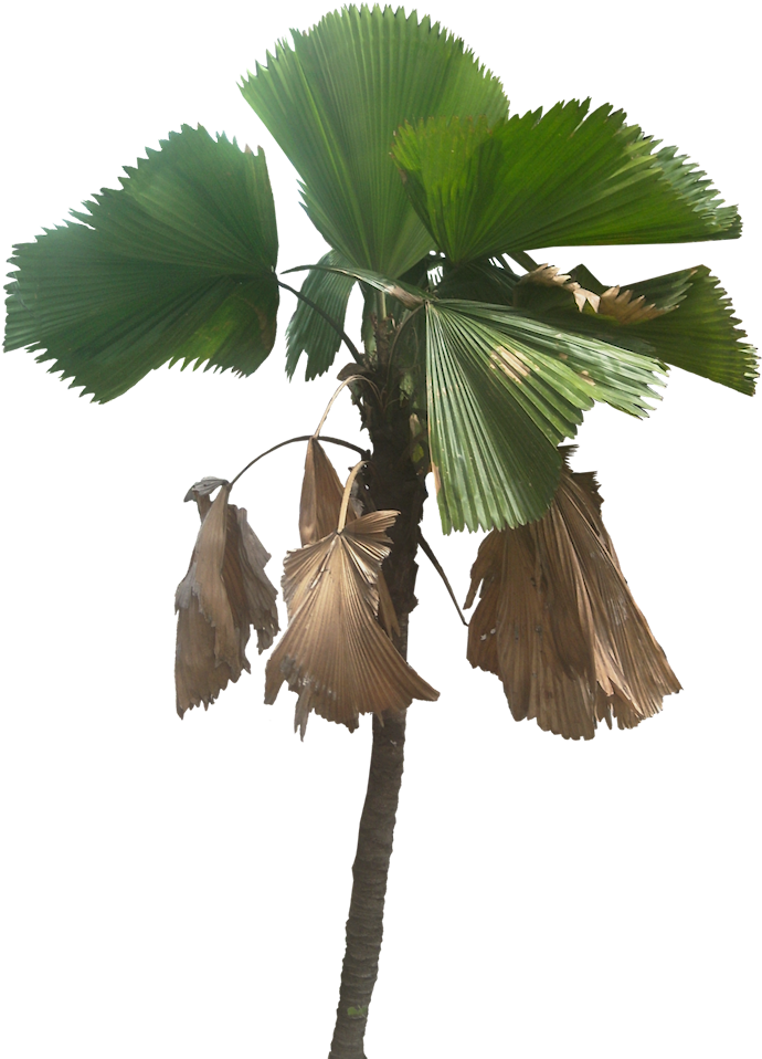 Tropical Palm Tree With Fan Leaves PNG