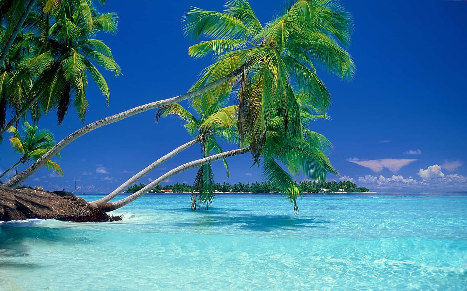 Tropical_ Paradise_ Beach Wallpaper