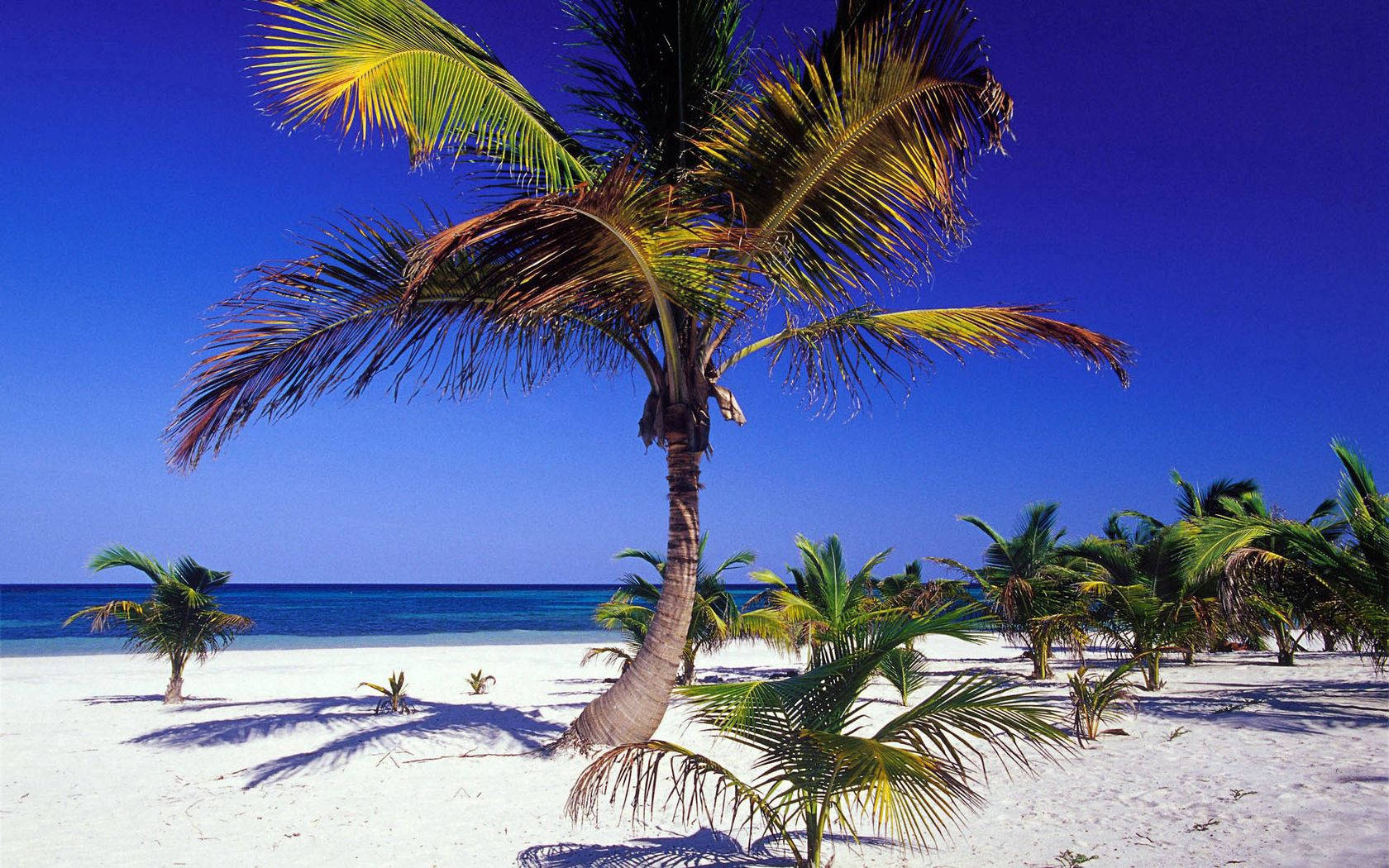 Tropical Paradise Of Palm Trees Wallpaper