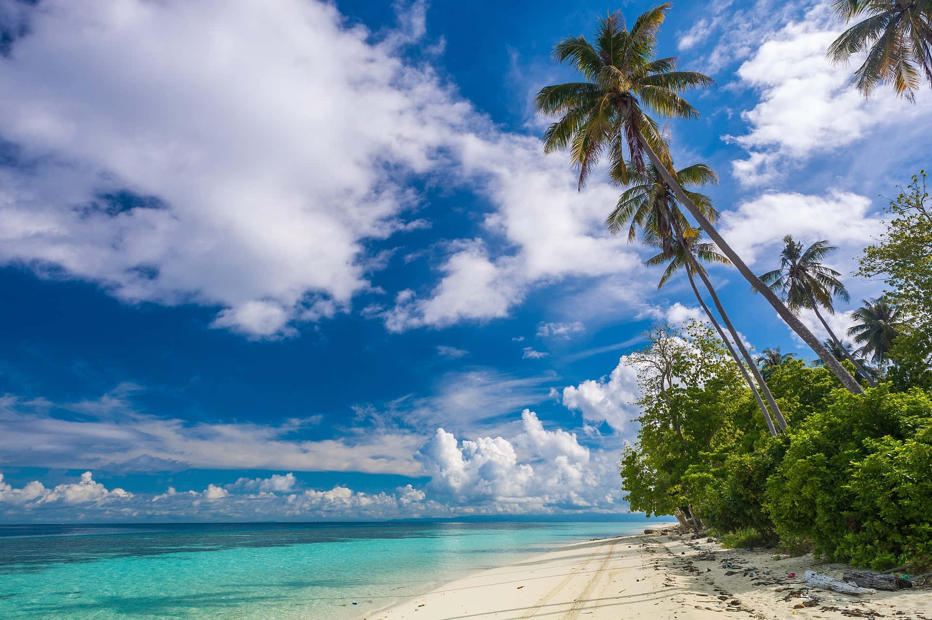 A Beach With Palm Trees And Blue Sky
