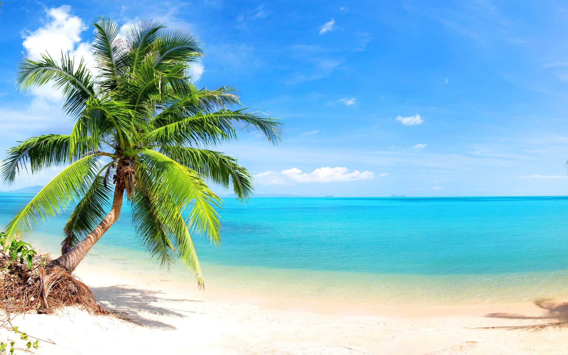 A Tropical Beach With Palm Trees And Blue Water