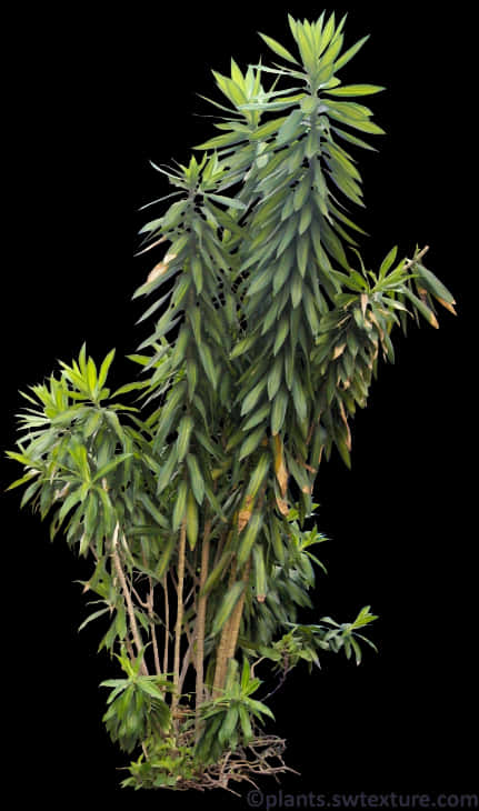 Tropical Plant Black Background PNG