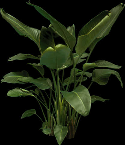 Tropical Plant Collection Black Background PNG