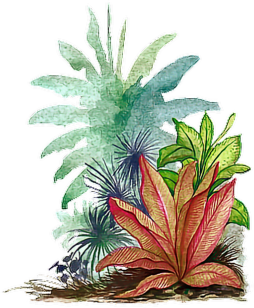 Tropical Plant Illustration.png PNG