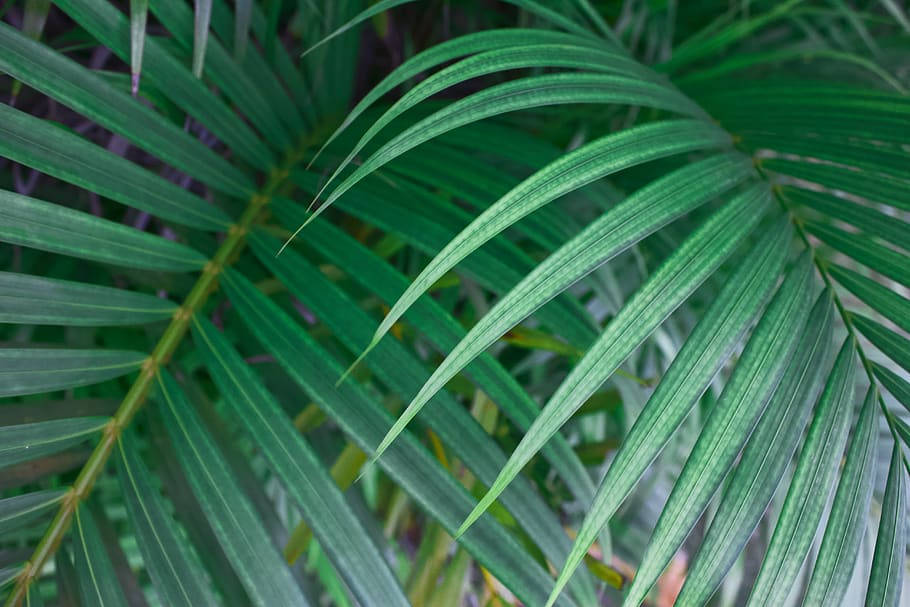 Tropical Plant Leaves In Montego Bay Wallpaper
