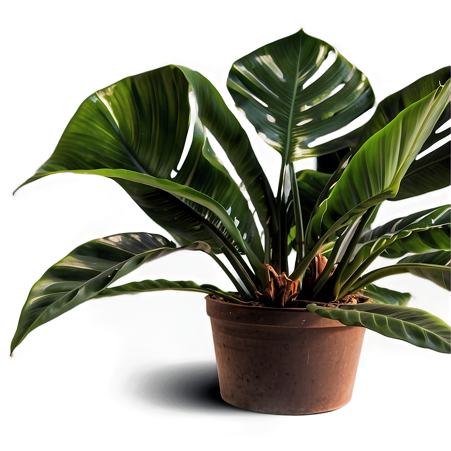 Tropical Plant Png 44 PNG