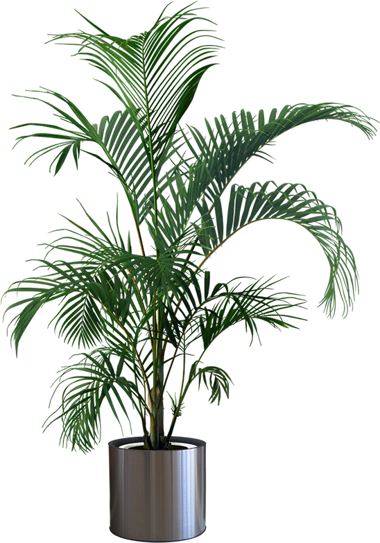 Tropical Plantin Silver Pot PNG