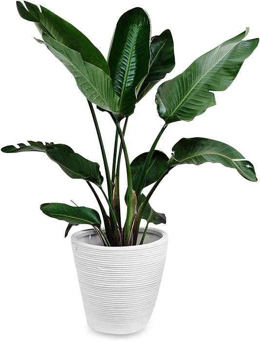 Tropical Plantin White Pot PNG