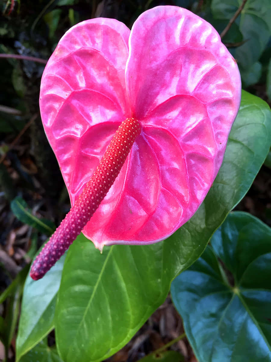 Immaginedi Piante Tropicali Di Anthurium Rosa