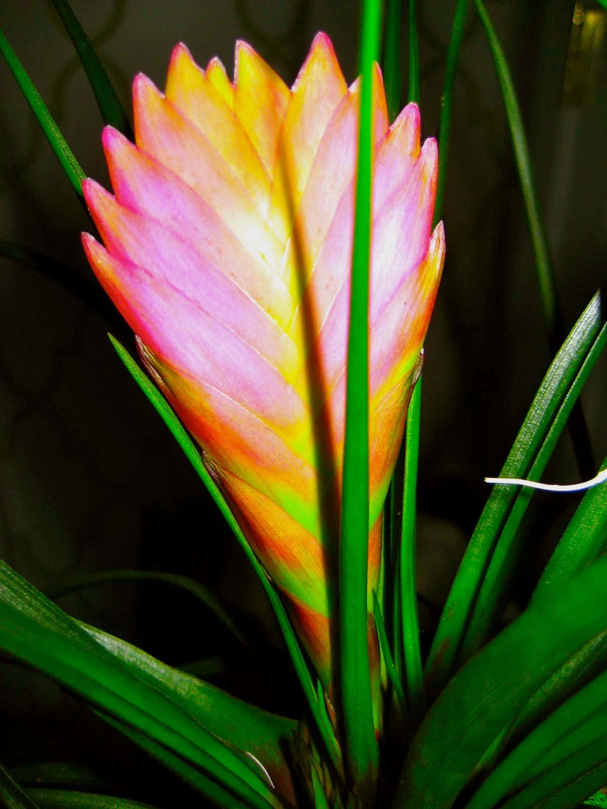 Pinkquill Tropische Pflanzenbild