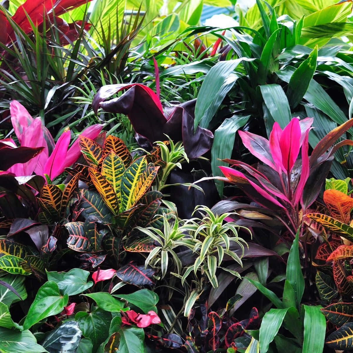 Vibrant Greenery of Tropical Plants