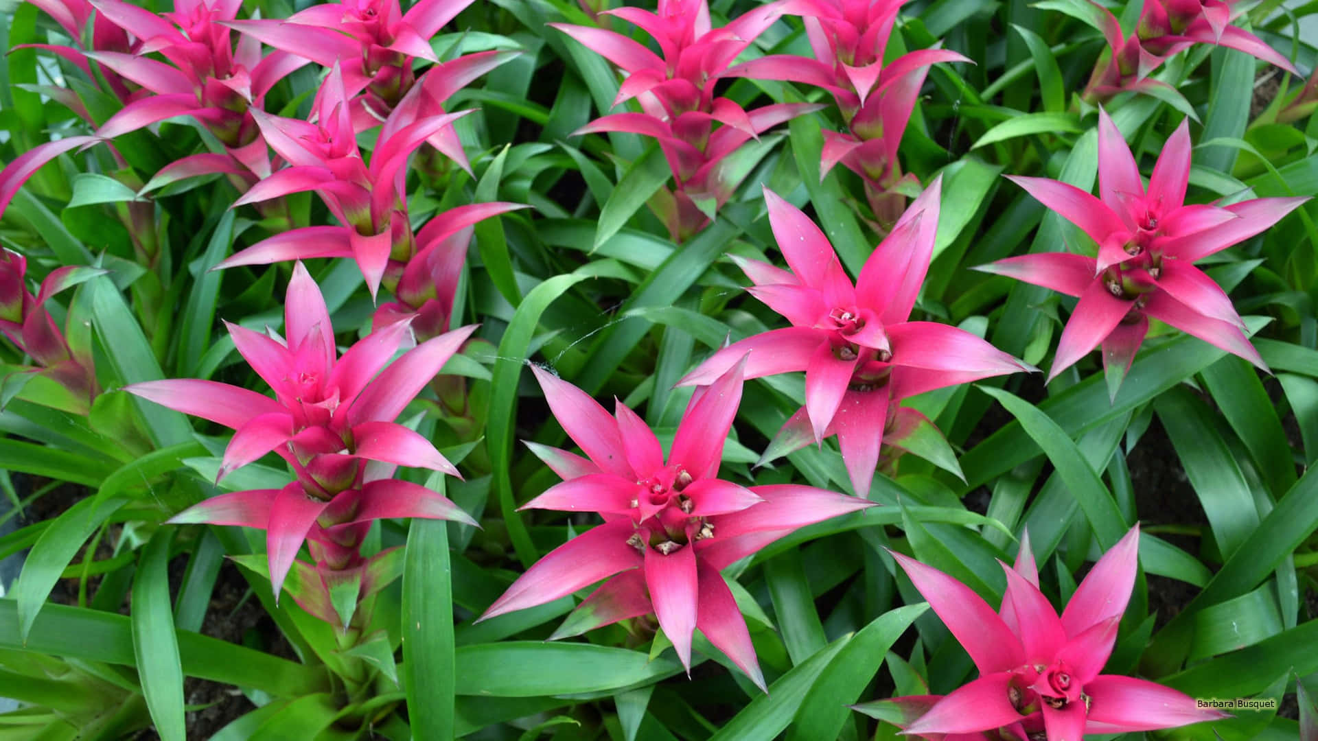 Bright Pink Tropical Plants Picture