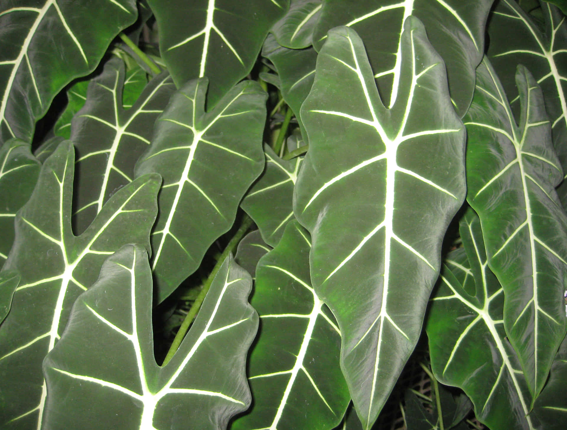 Alocasialöv Tropiska Växter Bild.