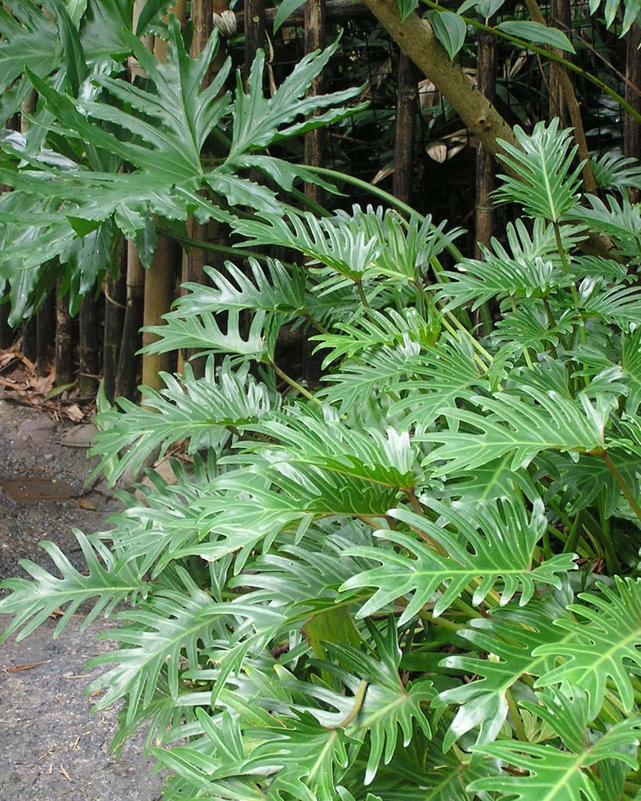 Sorprendentipiante Tropicali Verdi In Un Giardino Rigoglioso