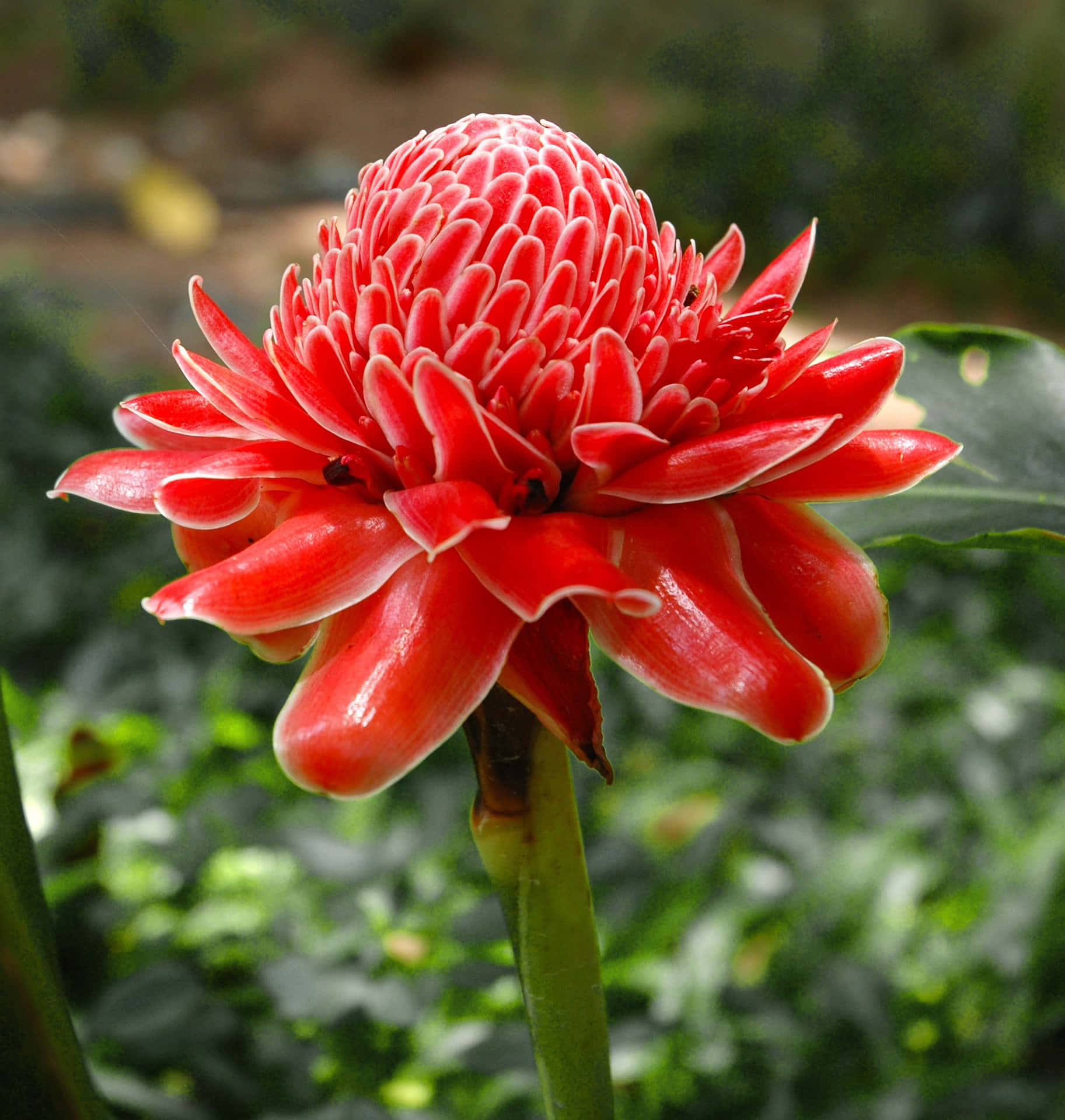 Torch Ginger Tropical Plants Picture
