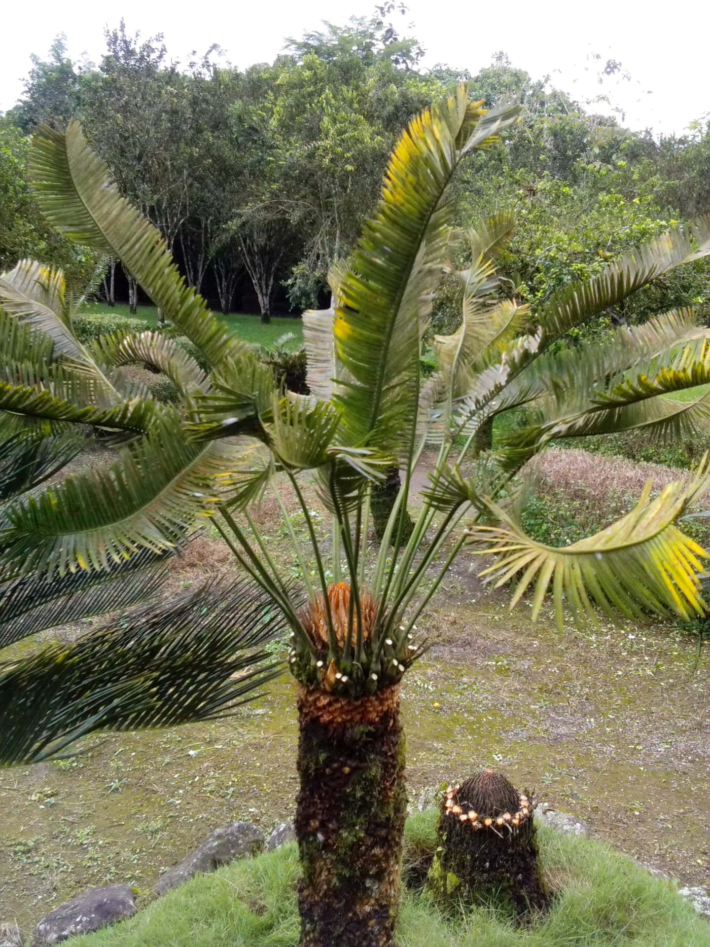 Enbild På Tropiska Encephalartosväxter Till Dator- Eller Mobiltelefonens Bakgrundsbild.