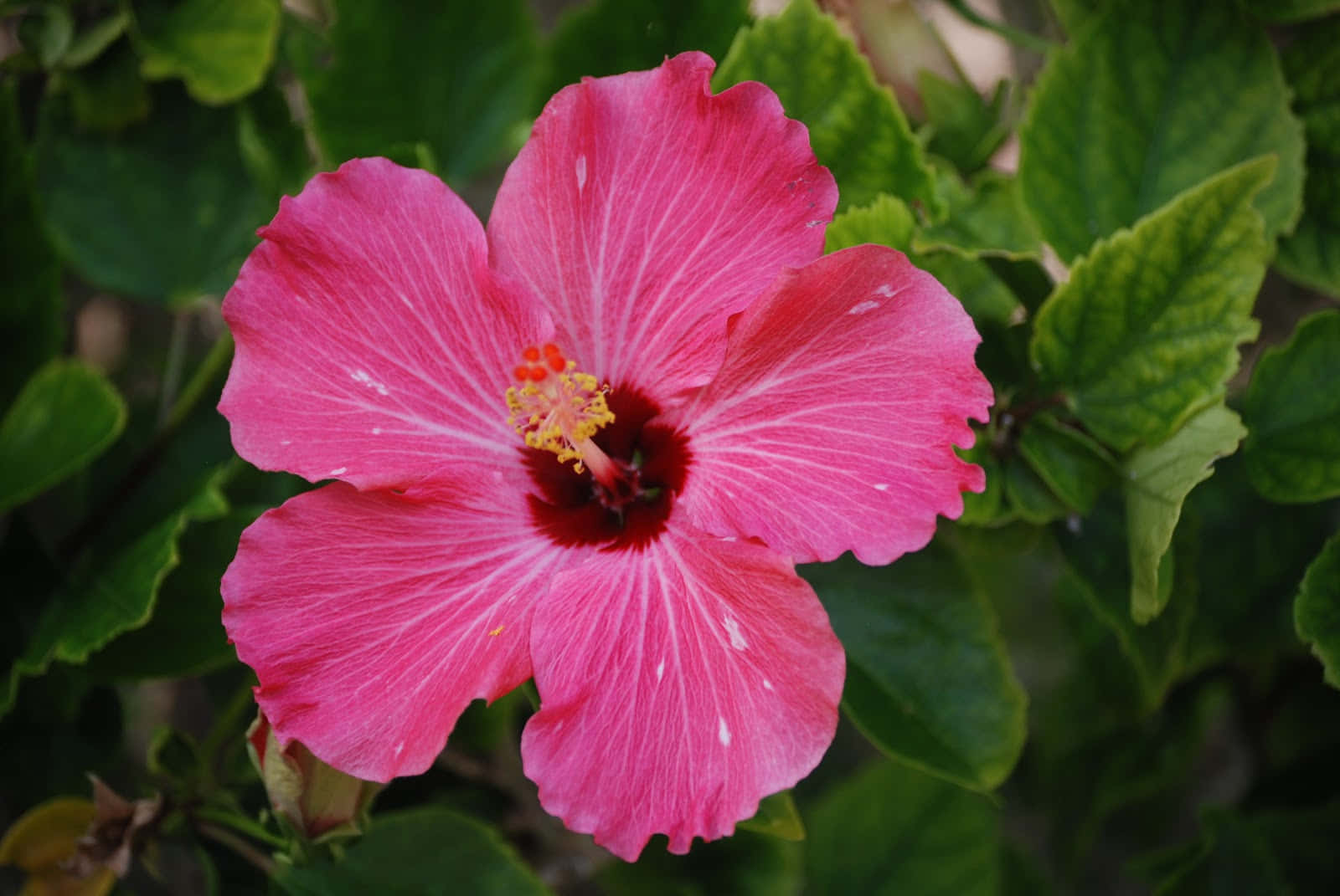 Imagemde Plantas Tropicais De Hibiscos Rosa