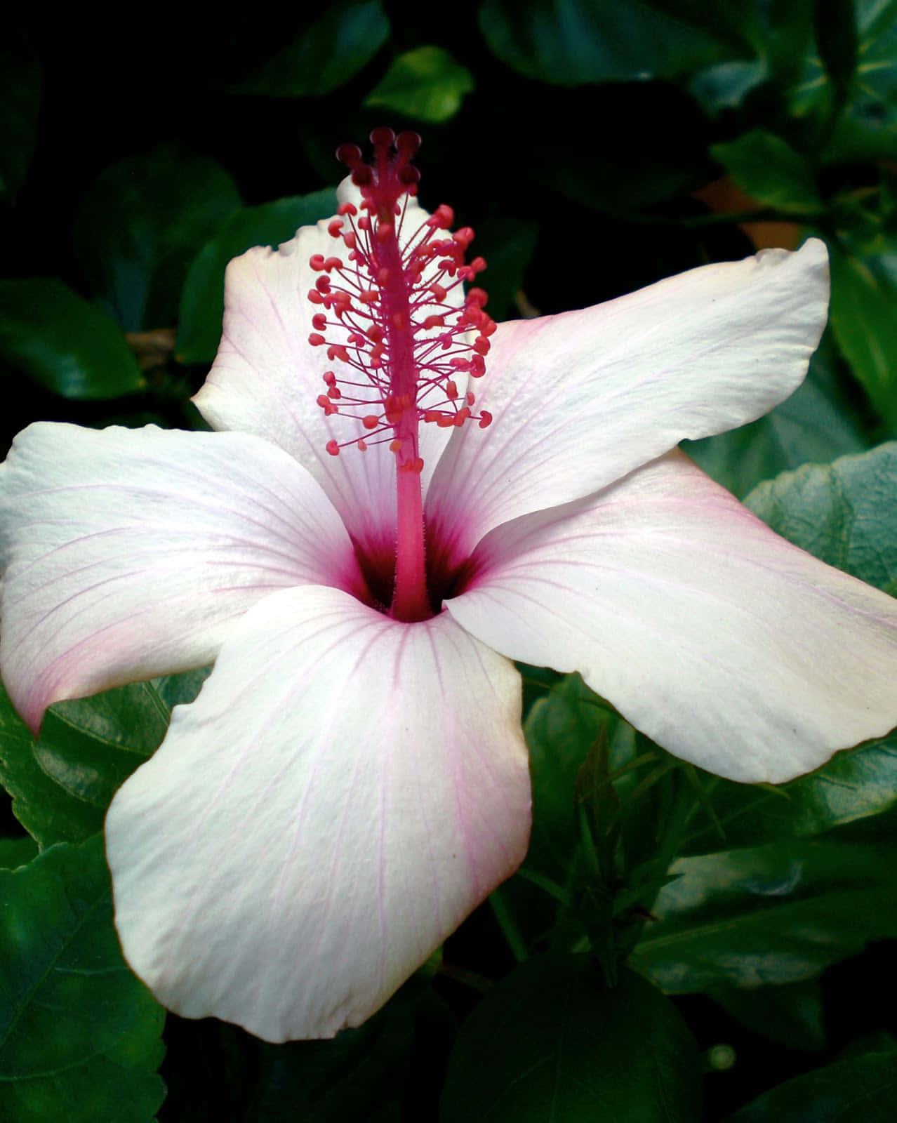 Hibiscus Waimeae Tropical Plants Picture