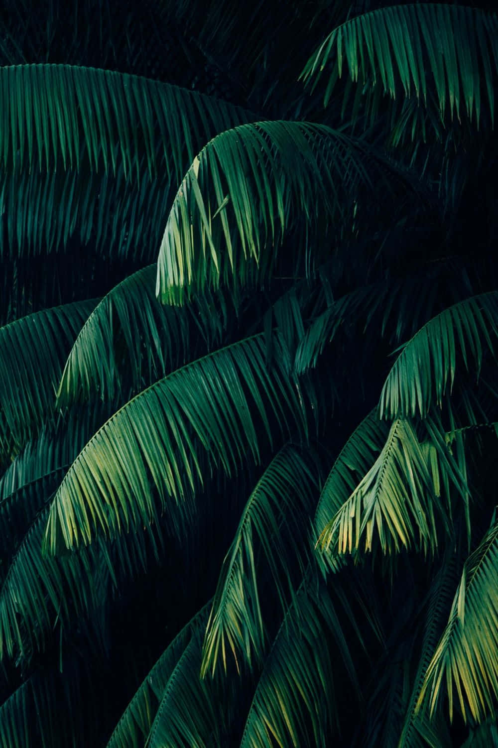 Palmerär Gröna Tropiska Växter På Bild.