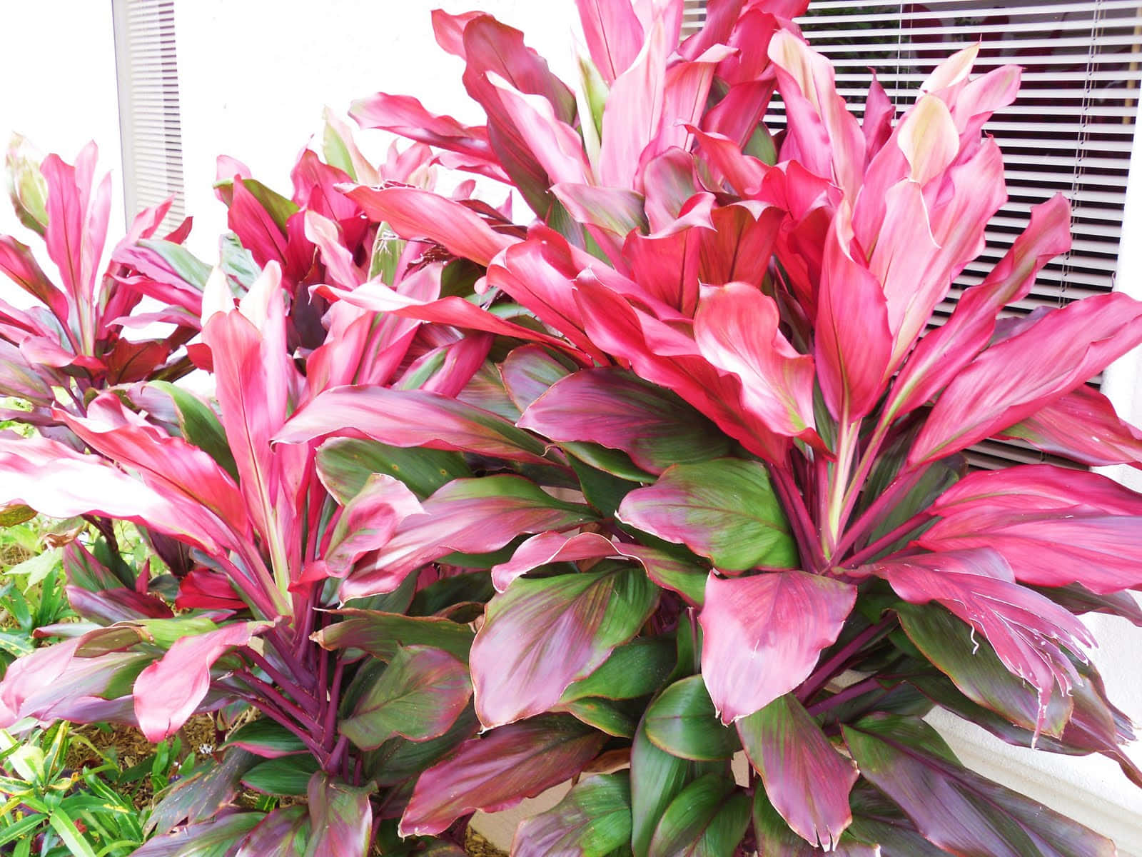 Maria Pink Tropical Plants Picture