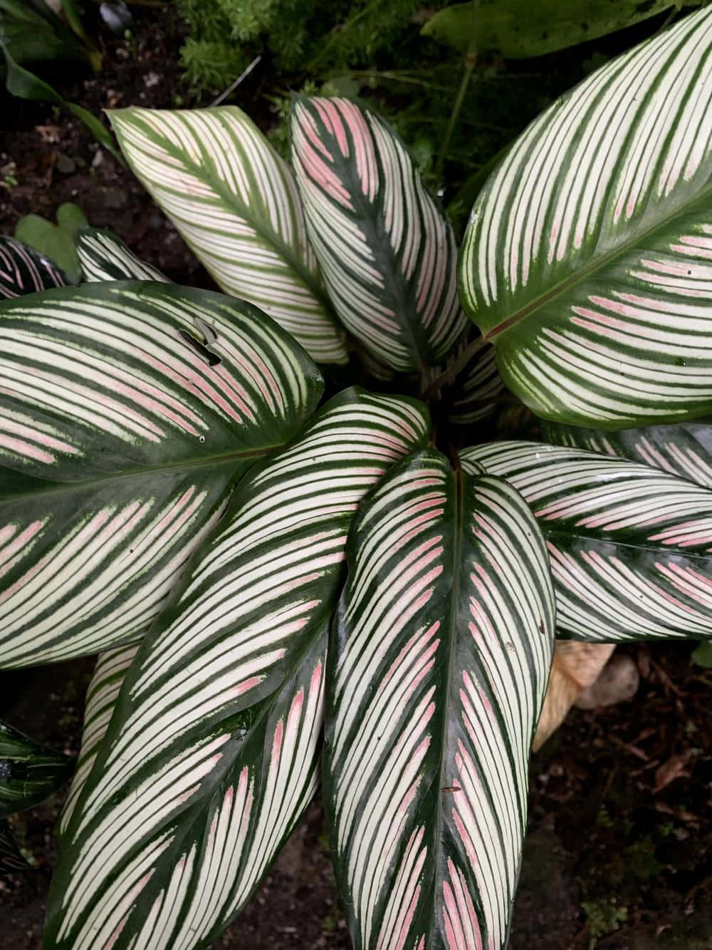 Pinstripe Tropical Plants Picture