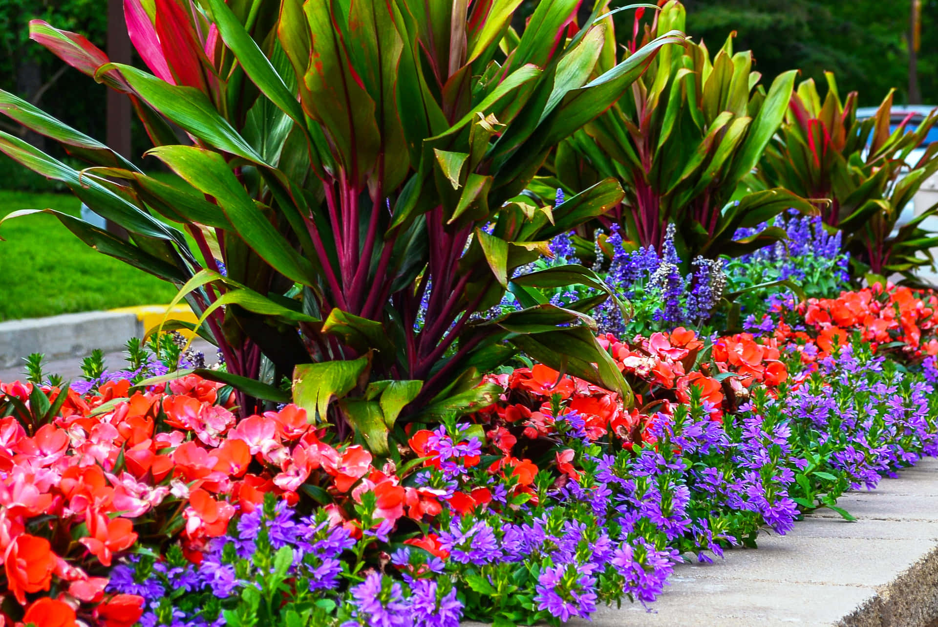 Färggladbild Av Tropiska Växter
