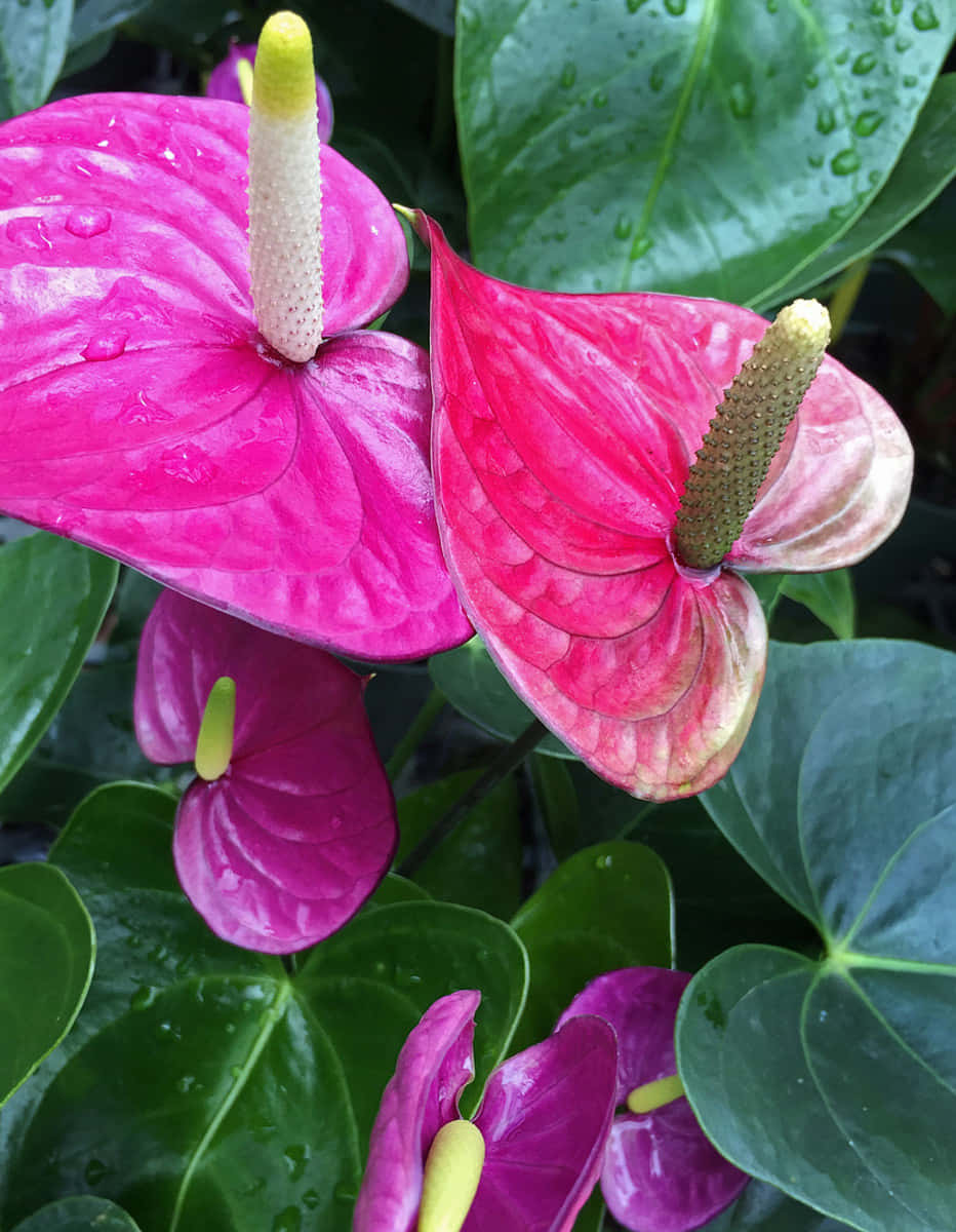 Imagende Plantas Tropicales De Color Rosa Brillante