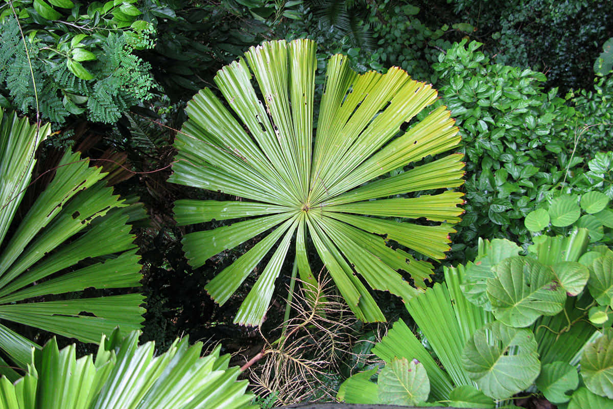 Circular Tropical Plants Picture