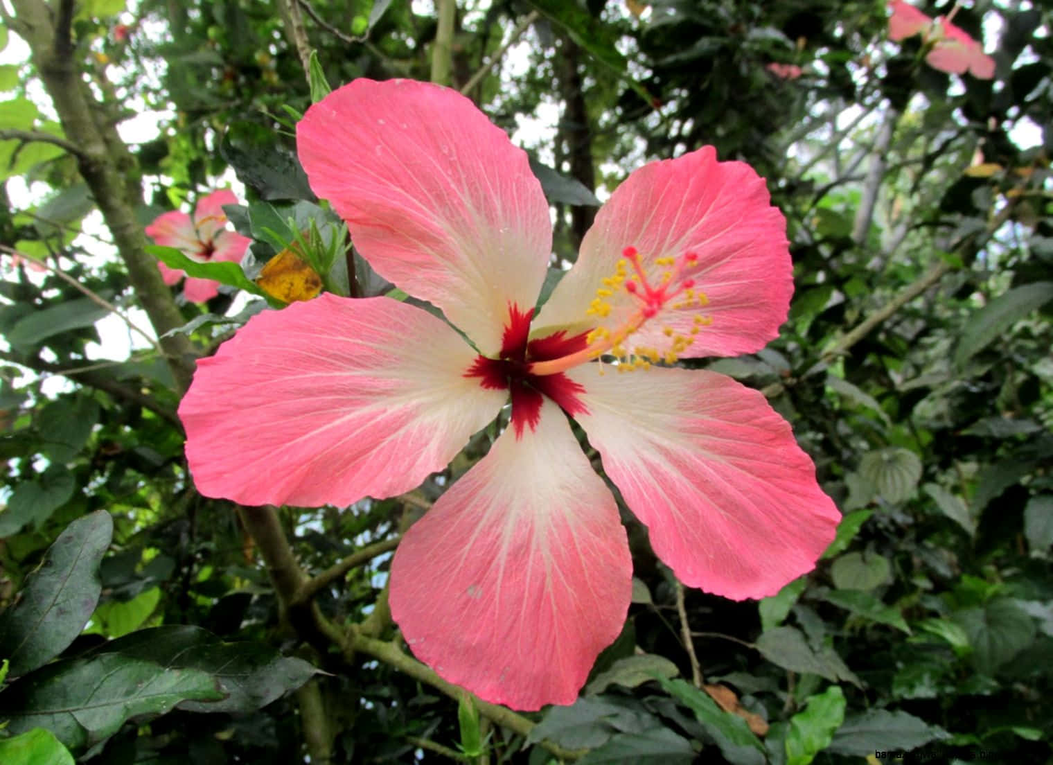 Imagemde Plantas Tropicais Rosa E Branco.