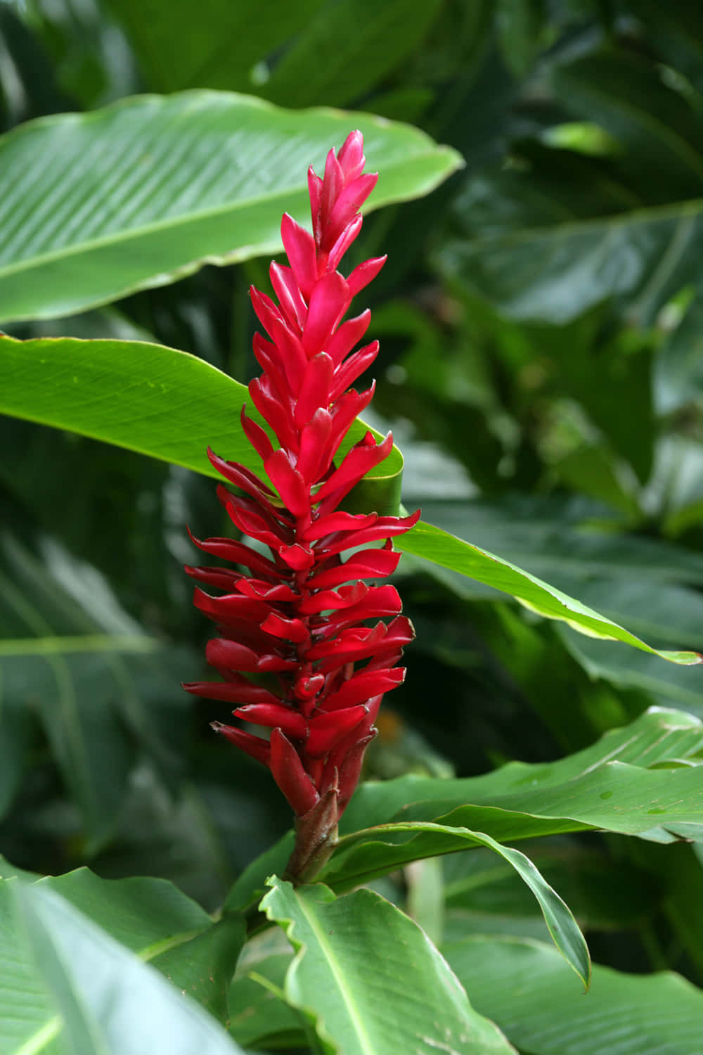 Imagende Plantas Tropicales De Jengibre Rojo.