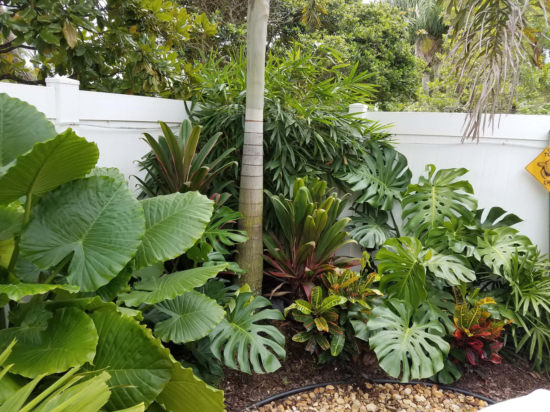Tropical Plants Landscape Picture